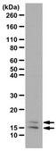 Anti-LC3-I/II Antibody from rabbit, purified by affinity chromatography