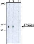 Anti-β-Tubulin Isotype III antibody, Mouse monoclonal clone SDL.3D10, purified from hybridoma cell culture