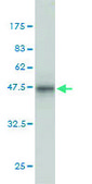 Monoclonal Anti-PPP3R1 antibody produced in mouse clone 4E1, purified immunoglobulin, buffered aqueous solution