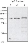 Anti-O-GlcNAc Transferase (TI-14) antibody produced in rabbit IgG fraction of antiserum, buffered aqueous solution