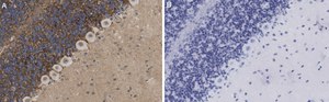 Anti-GABA Transporter-3 Antibody, clone 4E14 ZooMAb® Rabbit Monoclonal recombinant, expressed in HEK 293 cells