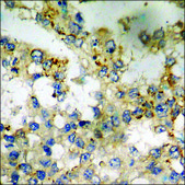 Anti-phospho-LATS1/2 (pThr1079/1041) antibody produced in rabbit affinity isolated antibody