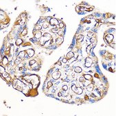Anti-CD31 antibody produced in rabbit