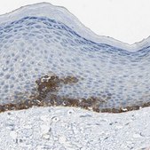 Anti-HTR1F antibody produced in rabbit Prestige Antibodies® Powered by Atlas Antibodies, affinity isolated antibody, buffered aqueous glycerol solution
