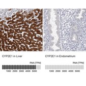 Anti-CYP2E1 antibody produced in rabbit Prestige Antibodies® Powered by Atlas Antibodies, affinity isolated antibody, buffered aqueous glycerol solution