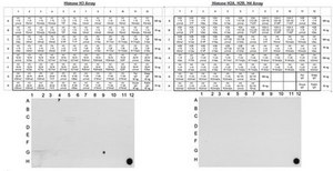 Anti-dimethyl-Histone H3 (Lys79) Antibody, clone NL59, rabbit monoclonal culture supernatant, clone NL59, Upstate®