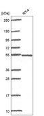 Anti-Polg2 Antibody Produced In Rabbit Prestige Antibodies® Powered by Atlas Antibodies, affinity isolated antibody, buffered aqueous glycerol solution
