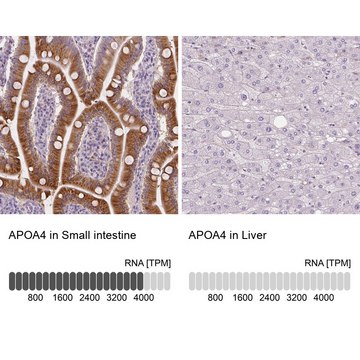 Anti-APOA4 antibody produced in rabbit Prestige Antibodies® Powered by Atlas Antibodies, affinity isolated antibody, buffered aqueous glycerol solution