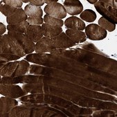 Anti-BAG3 antibody produced in rabbit Prestige Antibodies® Powered by Atlas Antibodies, affinity isolated antibody, buffered aqueous glycerol solution, Ab1