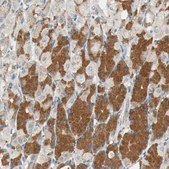 Anti-ROCK2 antibody produced in rabbit Prestige Antibodies® Powered by Atlas Antibodies, affinity isolated antibody, buffered aqueous glycerol solution