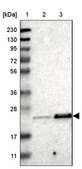 Anti-TEX261 antibody produced in rabbit Prestige Antibodies® Powered by Atlas Antibodies, affinity isolated antibody, buffered aqueous glycerol solution