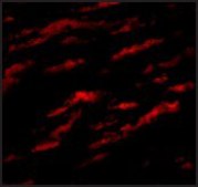 Anti-MATN1 antibody produced in rabbit affinity isolated antibody, buffered aqueous solution, ab1