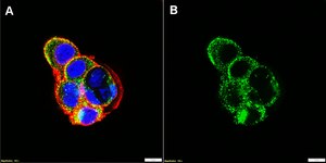 Anti-Claudin-5 Antibody, clone 3H12 ZooMAb® Rabbit Monoclonal recombinant, expressed in HEK 293 cells