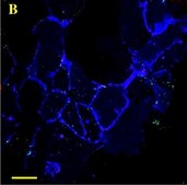 Anti-Actin, α-Smooth Muscle - Cy3™ antibody, Mouse monoclonal clone 1A4, purified from hybridoma cell culture
