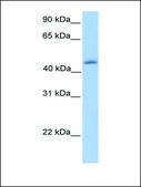 Anti-KLF4 antibody produced in rabbit affinity isolated antibody