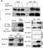 Normal Rabbit IgG Normal Rabbit IgG Polyclonal Antibody control validated for use in Immunoprecipitation &amp; Western Blotting.