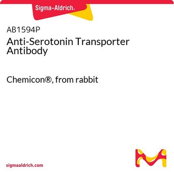 Anti-Serotonin Transporter Antibody Chemicon®, from rabbit