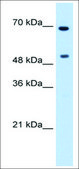 抗-MYC affinity isolated antibody
