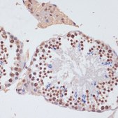 Anti-Histone H3 antibody produced in rabbit