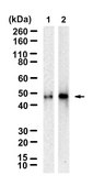 Anti-SIRT2 Antibody, clone 1D4 ZooMAb® Rabbit Monoclonal recombinant, expressed in HEK 293 cells
