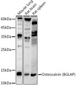 Anti-Osteocalcin (BGLAP) Antibody, clone 2T1J7, Rabbit Monoclonal