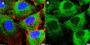 Anti-MICU1 Antibody, clone 1H13 ZooMAb® Rabbit Monoclonal recombinant, expressed in HEK 293 cells
