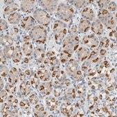 Anti-DUOX1 antibody produced in rabbit Prestige Antibodies® Powered by Atlas Antibodies, affinity isolated antibody, buffered aqueous glycerol solution