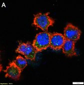 Anti-Apaf-1 Antibody, clone 1C7 ZooMAb® Rabbit Monoclonal recombinant, expressed in HEK 293 cells