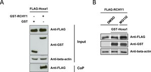 Monoclonal Anti-Glutathione-S-Transferase (GST) antibody produced in mouse clone GST-2, ascites fluid