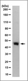 Anti-TXNIP Antibody, clone 3A7.1 clone 3A7.1, from mouse