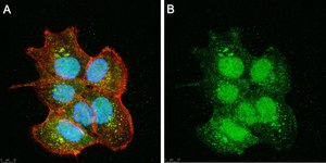 Anti-SIRT6 Antibody, clone 1O6 ZooMAb® Rabbit Monoclonal recombinant, expressed in HEK 293 cells