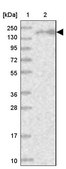 Anti-EEA1 antibody produced in rabbit Prestige Antibodies® Powered by Atlas Antibodies, affinity isolated antibody, buffered aqueous glycerol solution