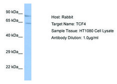 Anti-TCF4 (AB1) antibody produced in rabbit affinity isolated antibody