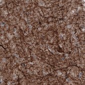 Monoclonal Anti-NEFM antibody produced in mouse Prestige Antibodies® Powered by Atlas Antibodies, clone CL2678, purified immunoglobulin, buffered aqueous glycerol solution