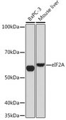 Anti-eIF2A Antibody, clone 8V8H7, Rabbit Monoclonal