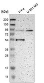 Anti-MOGS antibody produced in rabbit Prestige Antibodies® Powered by Atlas Antibodies, affinity isolated antibody