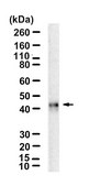 Anti-HLA-A Antibody, clone 2K7 ZooMAb® Rabbit Monoclonal recombinant, expressed in HEK 293 cells