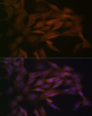 Anti-MEK3 antibody produced in rabbit