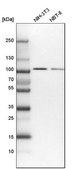 Anti-COPG1 antibody produced in rabbit Prestige Antibodies® Powered by Atlas Antibodies, affinity isolated antibody, buffered aqueous glycerol solution