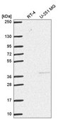 Anti-DNMT3L antibody produced in rabbit Prestige Antibodies® Powered by Atlas Antibodies, affinity isolated antibody