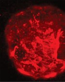 Anti-Stage-Specific Embryonic Antigen-1 Antibody, clone MC-480 clone MC-480, Chemicon®, from mouse