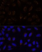 Anti- CD133 antibody produced in rabbit