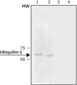 Anti-Ubiquilin-1 antibody produced in rabbit ~0.5 mg/mL, affinity isolated antibody, buffered aqueous solution