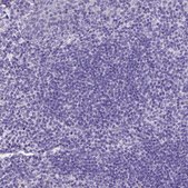 Anti-NRGN antibody produced in rabbit Prestige Antibodies® Powered by Atlas Antibodies, affinity isolated antibody, buffered aqueous glycerol solution
