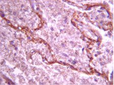 Anti-XRCC2 Antibody from rabbit, purified by affinity chromatography