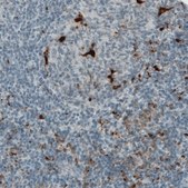 单克隆抗-CD68 小鼠抗 Prestige Antibodies® Powered by Atlas Antibodies, clone CL1338, purified immunoglobulin, buffered aqueous glycerol solution