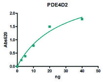 PDE4D2 active human recombinant, expressed in baculovirus infected Sf9 cells, ≥80% (SDS-PAGE)