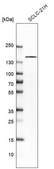 Anti-TP53BP1 antibody produced in rabbit affinity isolated antibody, buffered aqueous glycerol solution