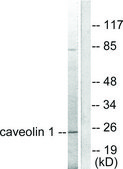 Anti-Caveolin-1 antibody produced in rabbit affinity isolated antibody