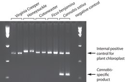 REDExtract-N-Amp™ Plant PCR Kit sufficient for 100 extractions, sufficient for 100 amplifications